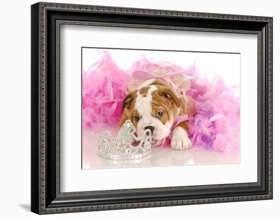 Spoiled Dog - English Bulldog Puppy Chewing On Tiara Surrounded By Pink Feathers-Willee Cole-Framed Photographic Print