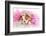 Spoiled Dog - English Bulldog Puppy Chewing On Tiara Surrounded By Pink Feathers-Willee Cole-Framed Photographic Print