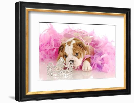 Spoiled Dog - English Bulldog Puppy Chewing On Tiara Surrounded By Pink Feathers-Willee Cole-Framed Photographic Print