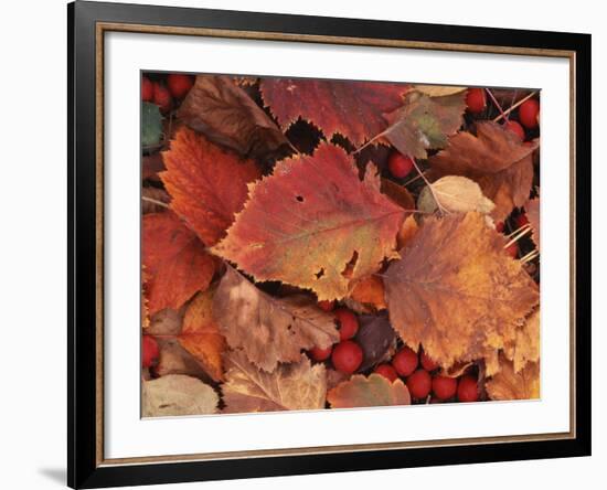 Spokane County Hawthorn leaves and berries, Washington, USA-Charles Gurche-Framed Photographic Print