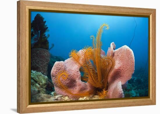 Sponge and Crinoid on a Coral Reef-Reinhard Dirscherl-Framed Premier Image Canvas