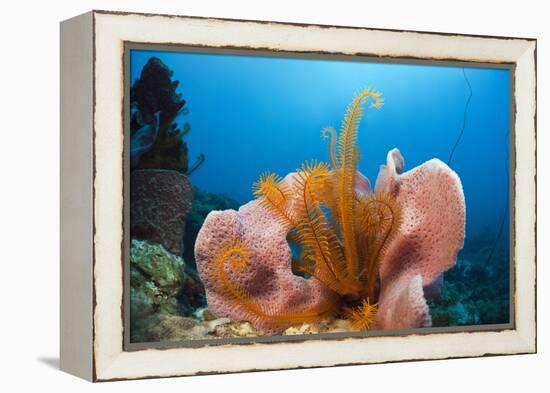 Sponge and Crinoid on a Coral Reef-Reinhard Dirscherl-Framed Premier Image Canvas