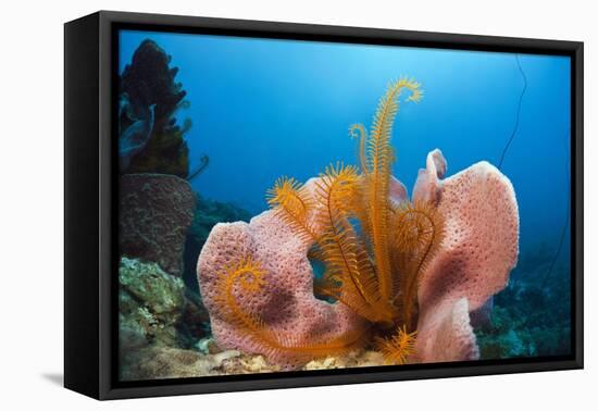 Sponge and Crinoid on a Coral Reef-Reinhard Dirscherl-Framed Premier Image Canvas