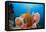 Sponge and Crinoid on a Coral Reef-Reinhard Dirscherl-Framed Premier Image Canvas