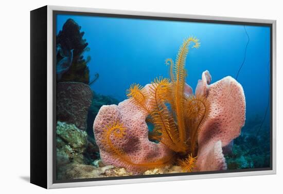 Sponge and Crinoid on a Coral Reef-Reinhard Dirscherl-Framed Premier Image Canvas