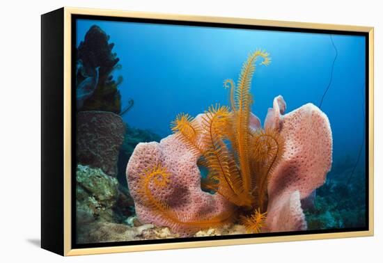 Sponge and Crinoid on a Coral Reef-Reinhard Dirscherl-Framed Premier Image Canvas