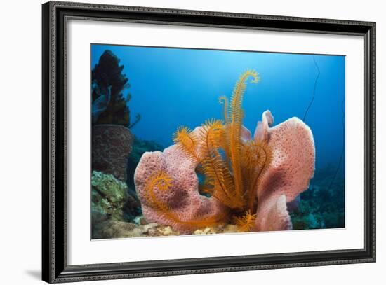 Sponge and Crinoid on a Coral Reef-Reinhard Dirscherl-Framed Photographic Print