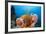 Sponge and Crinoid on a Coral Reef-Reinhard Dirscherl-Framed Photographic Print