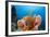 Sponge and Crinoid on a Coral Reef-Reinhard Dirscherl-Framed Photographic Print