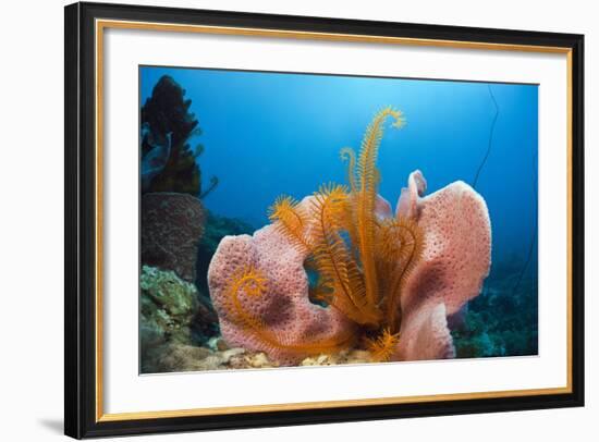 Sponge and Crinoid on a Coral Reef-Reinhard Dirscherl-Framed Photographic Print