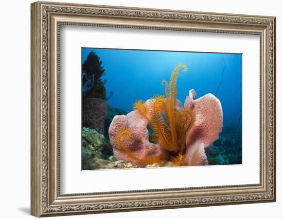 Sponge and Crinoid on a Coral Reef-Reinhard Dirscherl-Framed Photographic Print