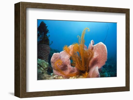 Sponge and Crinoid on a Coral Reef-Reinhard Dirscherl-Framed Photographic Print