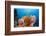 Sponge and Crinoid on a Coral Reef-Reinhard Dirscherl-Framed Photographic Print