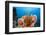 Sponge and Crinoid on a Coral Reef-Reinhard Dirscherl-Framed Photographic Print