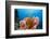 Sponge and Crinoid on a Coral Reef-Reinhard Dirscherl-Framed Photographic Print