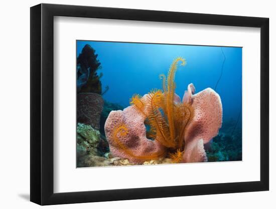 Sponge and Crinoid on a Coral Reef-Reinhard Dirscherl-Framed Photographic Print