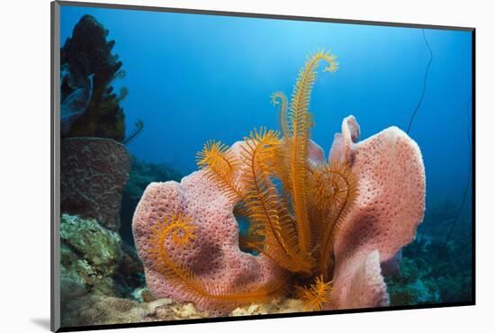 Sponge and Crinoid on a Coral Reef-Reinhard Dirscherl-Mounted Photographic Print