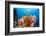 Sponge and Crinoid on a Coral Reef-Reinhard Dirscherl-Framed Photographic Print