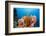 Sponge and Crinoid on a Coral Reef-Reinhard Dirscherl-Framed Photographic Print