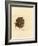 Sponge, Haliclona Cinerea (Cancellated Sponge, Spongia Cancellata). Handcoloured Copperplate Engrav-James Sowerby-Framed Giclee Print