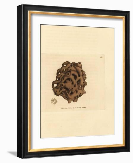 Sponge, Haliclona Cinerea (Cancellated Sponge, Spongia Cancellata). Handcoloured Copperplate Engrav-James Sowerby-Framed Giclee Print