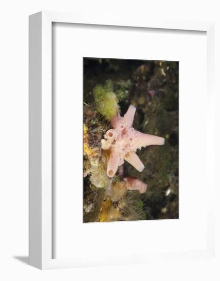 Sponge in Jellyfish Lake, Micronesia, Palau-Reinhard Dirscherl-Framed Photographic Print