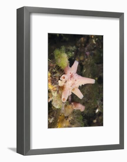 Sponge in Jellyfish Lake, Micronesia, Palau-Reinhard Dirscherl-Framed Photographic Print