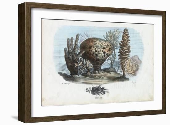 Sponges, 1863-79-Raimundo Petraroja-Framed Giclee Print