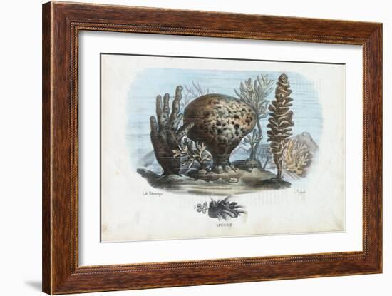 Sponges, 1863-79-Raimundo Petraroja-Framed Giclee Print