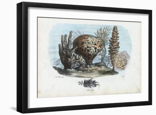 Sponges, 1863-79-Raimundo Petraroja-Framed Giclee Print