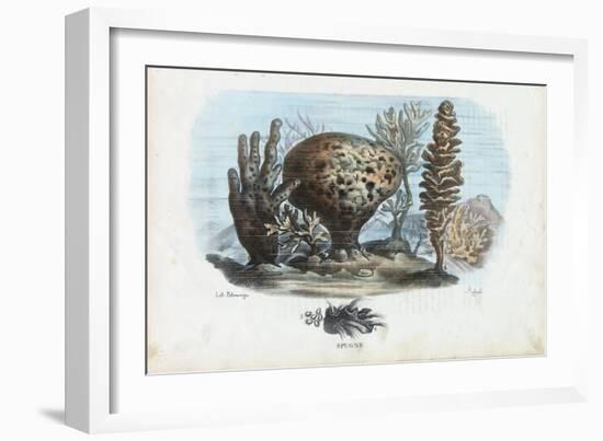 Sponges, 1863-79-Raimundo Petraroja-Framed Giclee Print