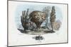 Sponges, 1863-79-Raimundo Petraroja-Mounted Giclee Print