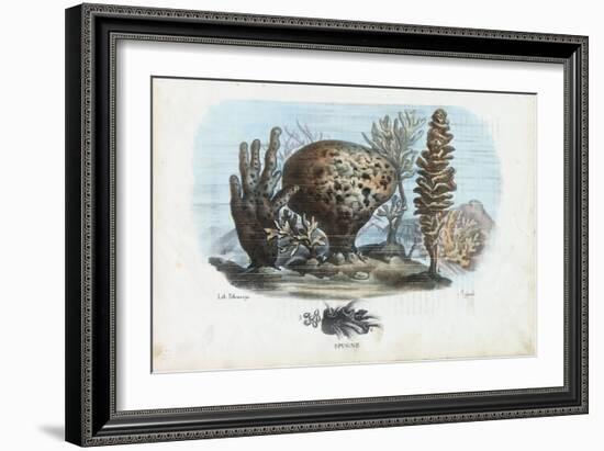 Sponges, 1863-79-Raimundo Petraroja-Framed Giclee Print