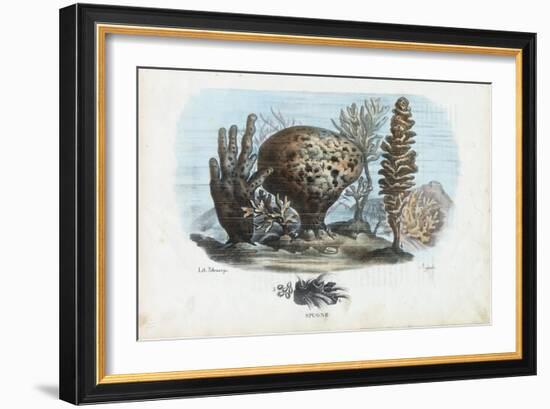 Sponges, 1863-79-Raimundo Petraroja-Framed Giclee Print