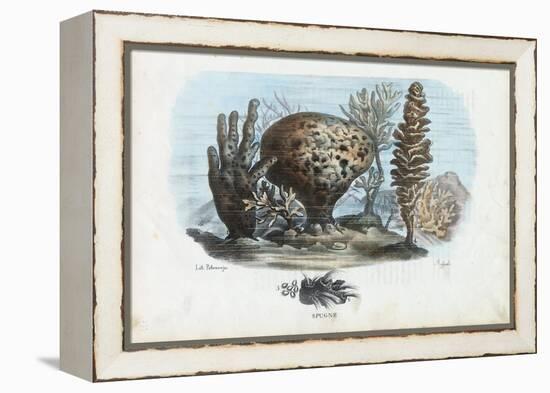 Sponges, 1863-79-Raimundo Petraroja-Framed Premier Image Canvas