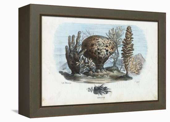 Sponges, 1863-79-Raimundo Petraroja-Framed Premier Image Canvas