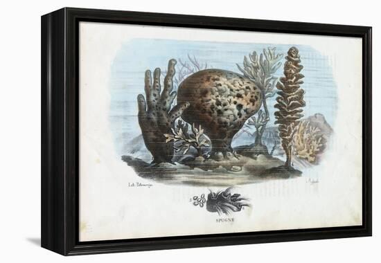 Sponges, 1863-79-Raimundo Petraroja-Framed Premier Image Canvas