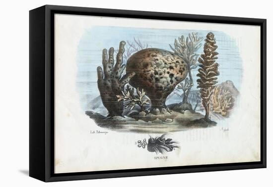 Sponges, 1863-79-Raimundo Petraroja-Framed Premier Image Canvas