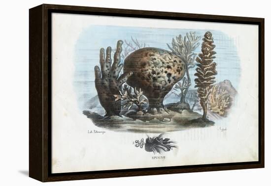 Sponges, 1863-79-Raimundo Petraroja-Framed Premier Image Canvas