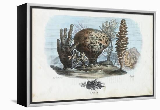 Sponges, 1863-79-Raimundo Petraroja-Framed Premier Image Canvas