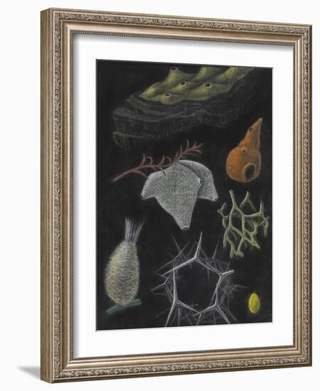 Sponges-Philip Henry Gosse-Framed Giclee Print