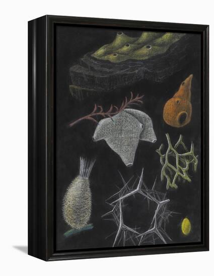 Sponges-Philip Henry Gosse-Framed Premier Image Canvas