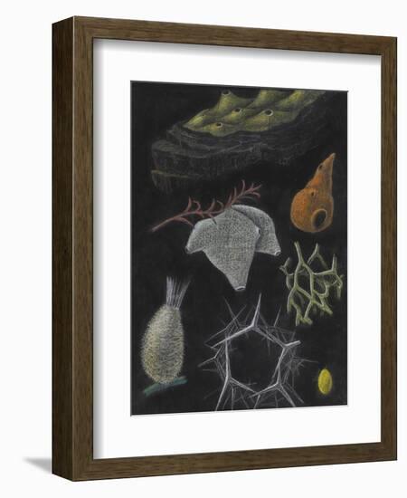 Sponges-Philip Henry Gosse-Framed Giclee Print