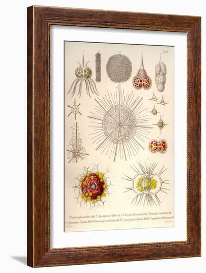 Spongospaera Heliodes and Others-Ernst Haeckel-Framed Art Print