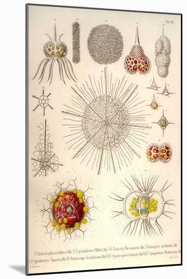 Spongospaera Heliodes and Others-Ernst Haeckel-Mounted Art Print