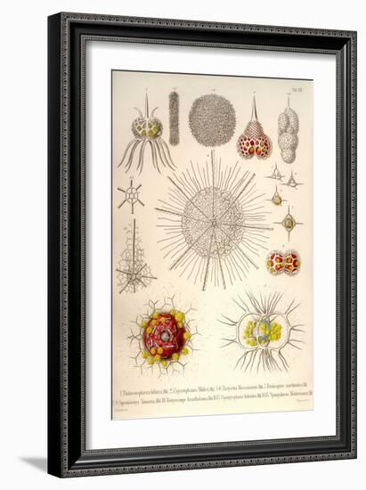 Spongospaera Heliodes and Others-Ernst Haeckel-Framed Art Print