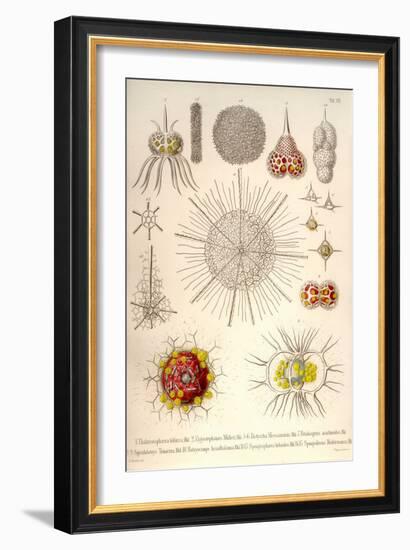 Spongospaera Heliodes and Others-Ernst Haeckel-Framed Art Print