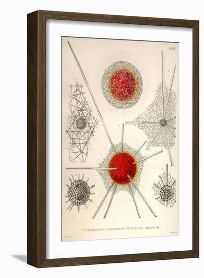 Spongospaera Streptacantha and Dictyosoma Trigonizon-Ernst Haeckel-Framed Art Print