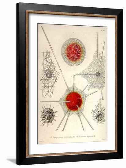 Spongospaera Streptacantha and Dictyosoma Trigonizon-Ernst Haeckel-Framed Art Print