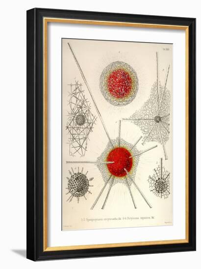 Spongospaera Streptacantha and Dictyosoma Trigonizon-Ernst Haeckel-Framed Art Print